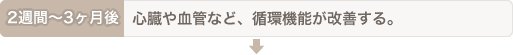 2週間〜3ヶ月後：心臓や血管など、循環機能が改善する。